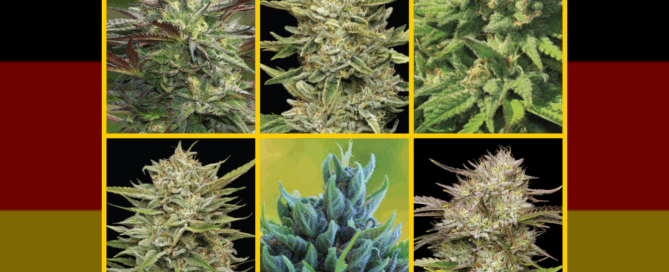 6 popular german cannabis strains in front of a german flag
