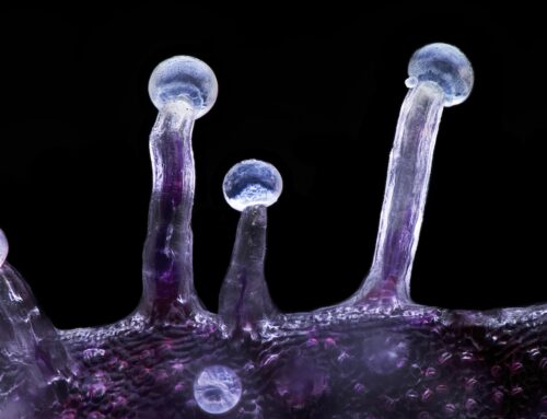 Maximizing Terpene Expression Through Environmental Parameters