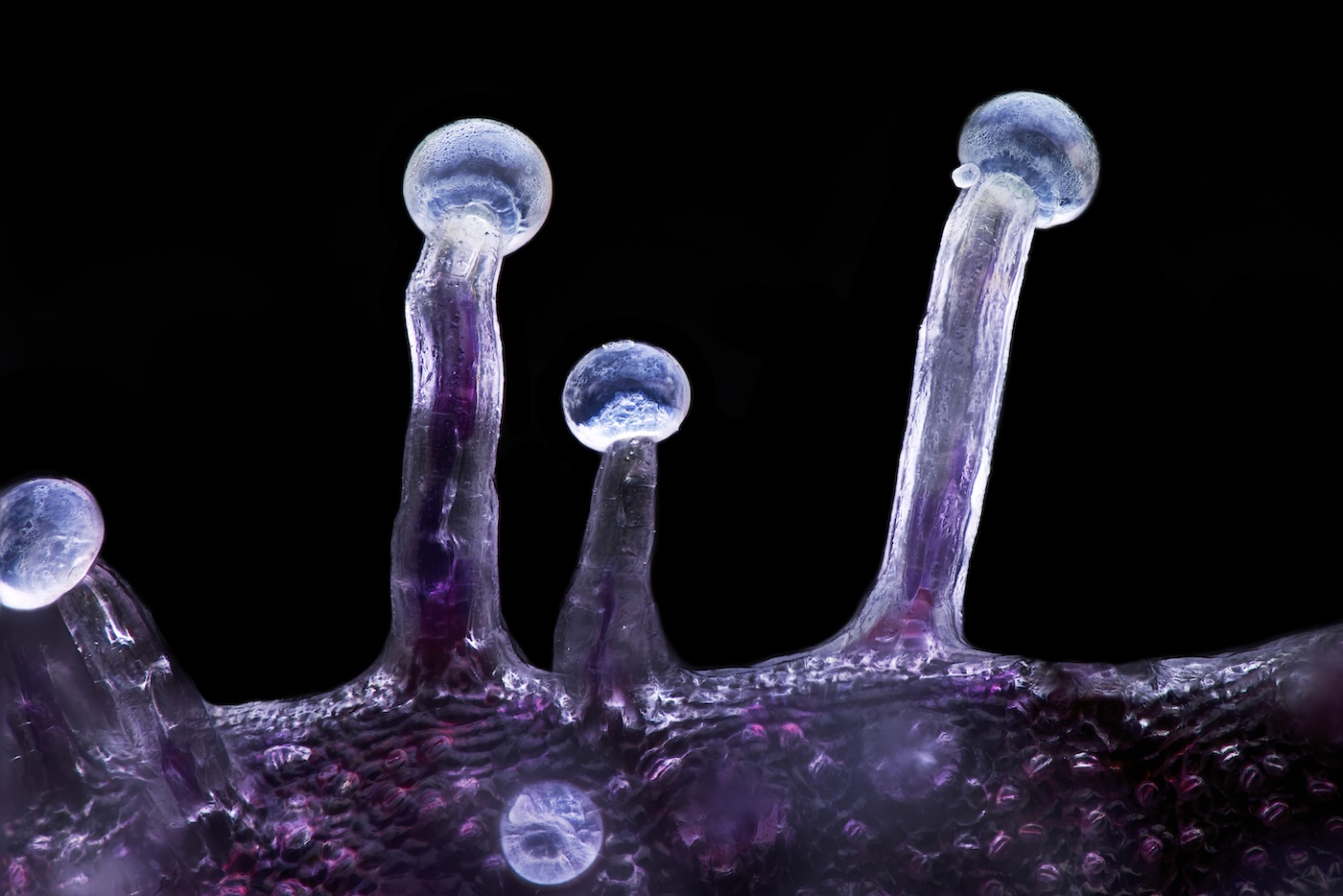 Capitate-Stalked Trichomes from cannabis plant shown under 20x magnification