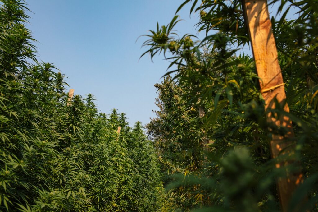 large cannabis plants growing outdoor