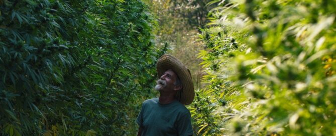 man looking up at big weed plants over 10 feet tall