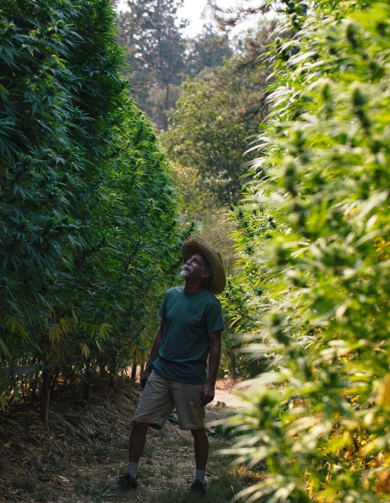 man looking up at big weed plants over 10 feet tall