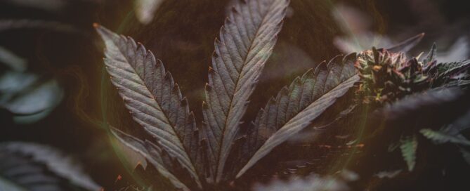 cannabis plant in front of a faded but burning sun