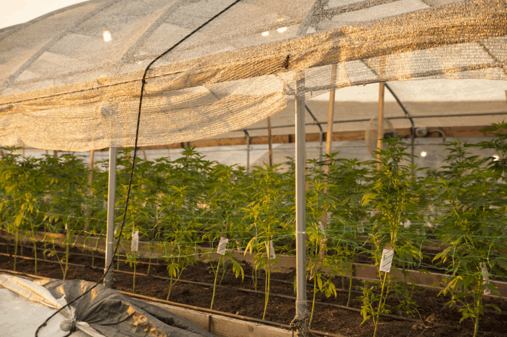 net shading over a hoop tent for cannabis grow