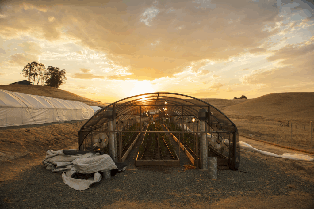 outdoor cannabis grow in dry area at sunset with grow tent and fans