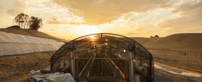 outdoor cannabis grow in dry area at sunset with grow tent and fans
