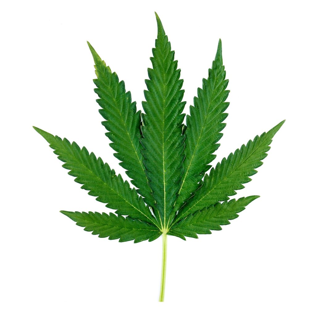 Indica cannabis leaf with wide serrated plant material