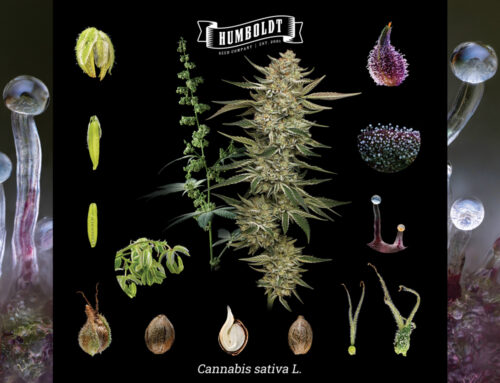 Cannabis Definitions: Terms and Meanings