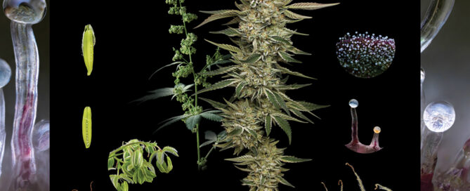 Plant Anatomy for male and female examples