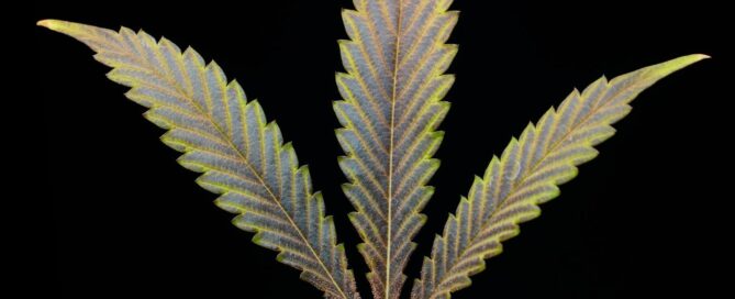 cannabis leaf problems showing dark cannabis leaf on black background