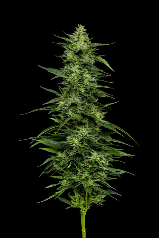 Limez Cannabis Flower