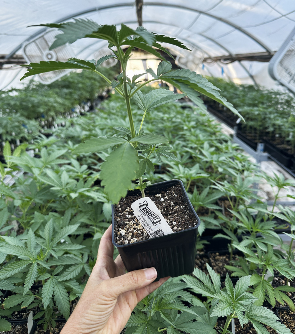 HSC Plant Sale