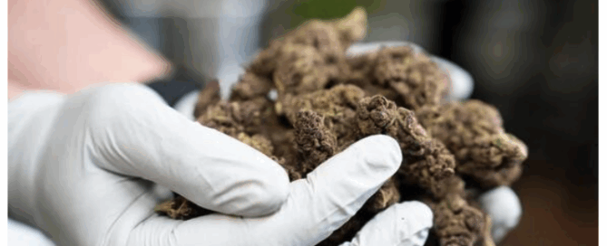 California State Fair gives out 15,000 cannabis seeds in landmark public giveaway