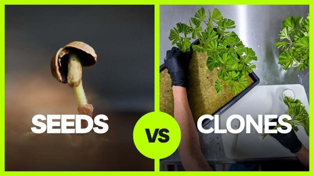 sprouting cannabis seed next to someone cloning cannabis plants on a table for a comparison article cover