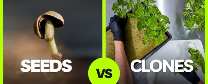 sprouting cannabis seed next to someone cloning cannabis plants on a table for a comparison article cover