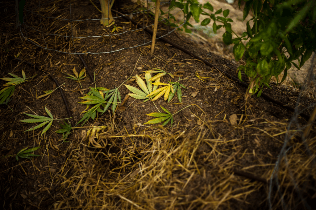yellowing browning cannabis leaves outside on the dirt