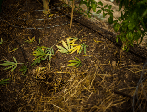 How to Fix a Cannabis Phosphorus Deficiency