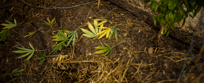 yellowing browning cannabis leaves outside on the dirt