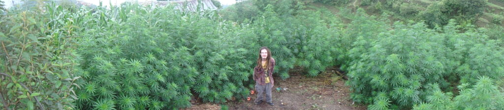 mark smith in large cannabis field in the Himachal Pradesh region