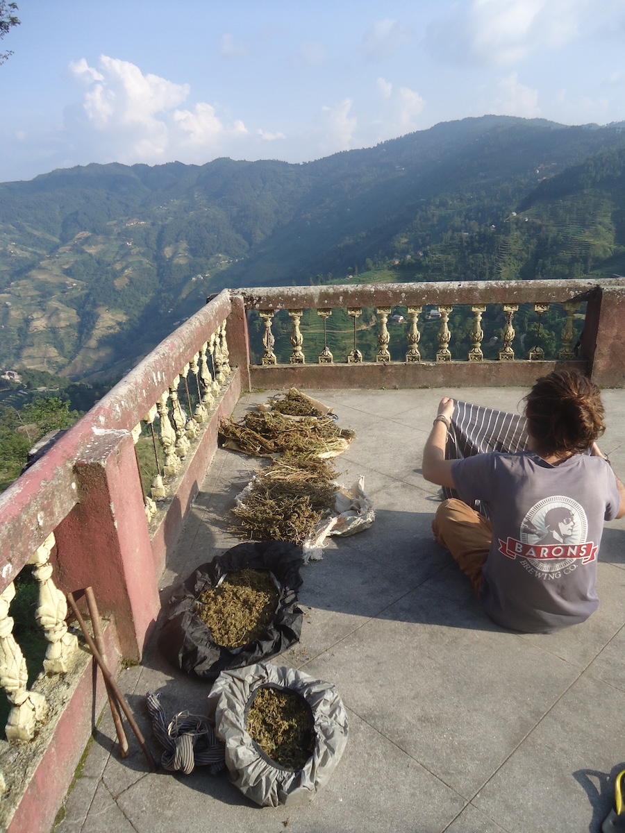 Een man die vanaf een balkon in de regio Himachal Pradesh uitkijkt over de bergen, met gedroogde cannabis om charas te maken