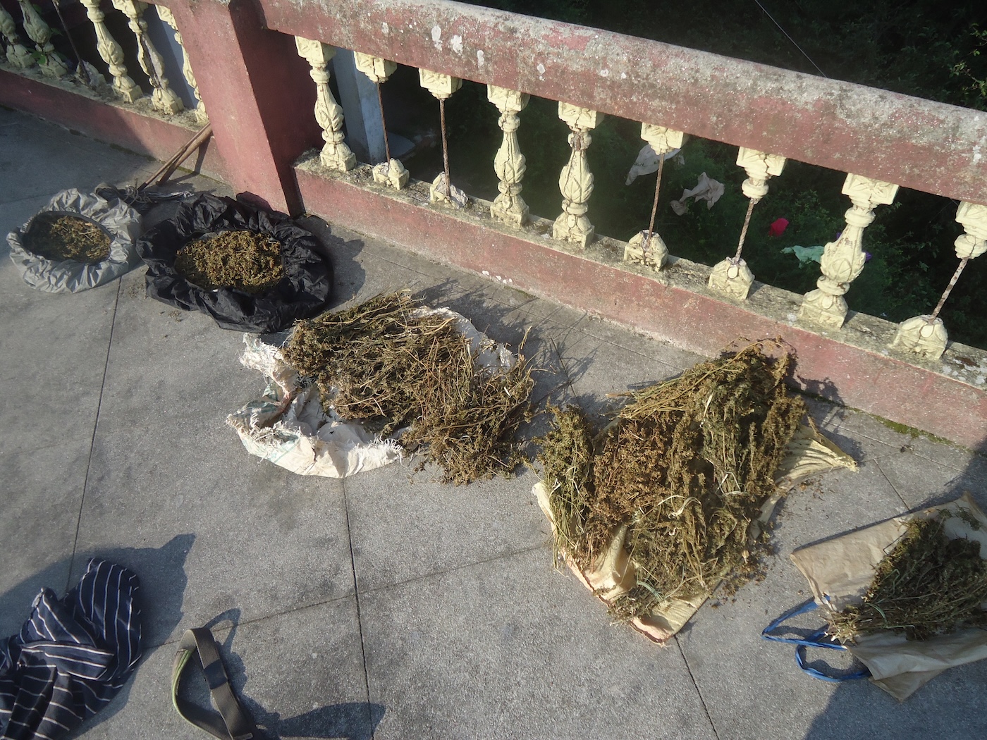Cannabis seca para fazer charas em Himachal Pradesh
