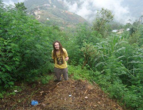 The Origin of Charas: Exploring the Roots of Himachal Pradesh