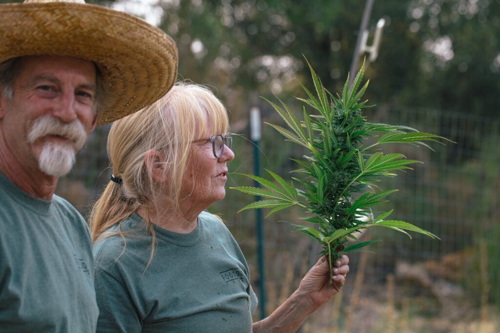 large cannabis cola or top of a cannabis plant