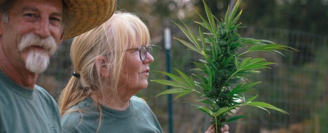 gran cola de cannabis o parte superior de una planta de cannabis