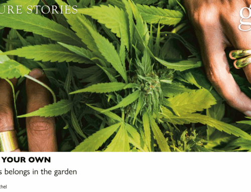 Grow Your Own: Cannabis belongs in the garden — Grow Magazine
