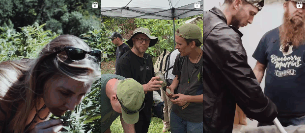 9 cannabis-related photos grouped from humboldt seed company's instagram page