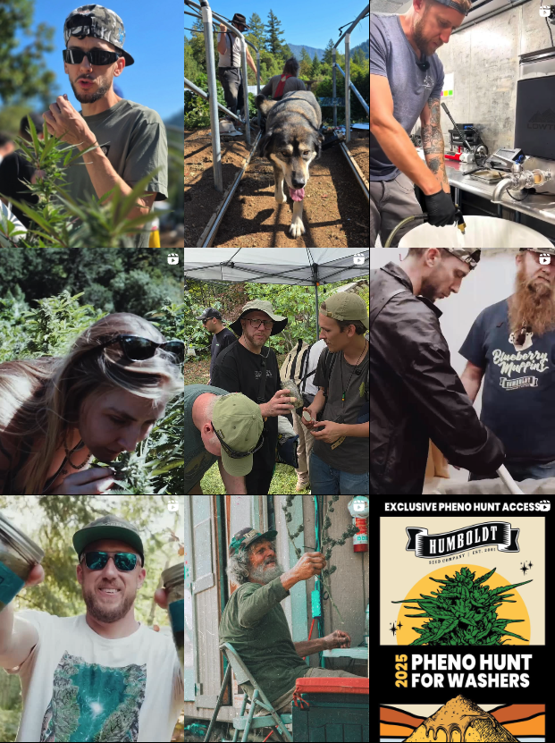 9 cannabis-related photos grouped from humboldt seed company's instagram page