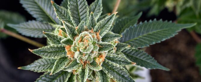 cannabis flower growing on live plant showing yellow pistils and green fan leaves below