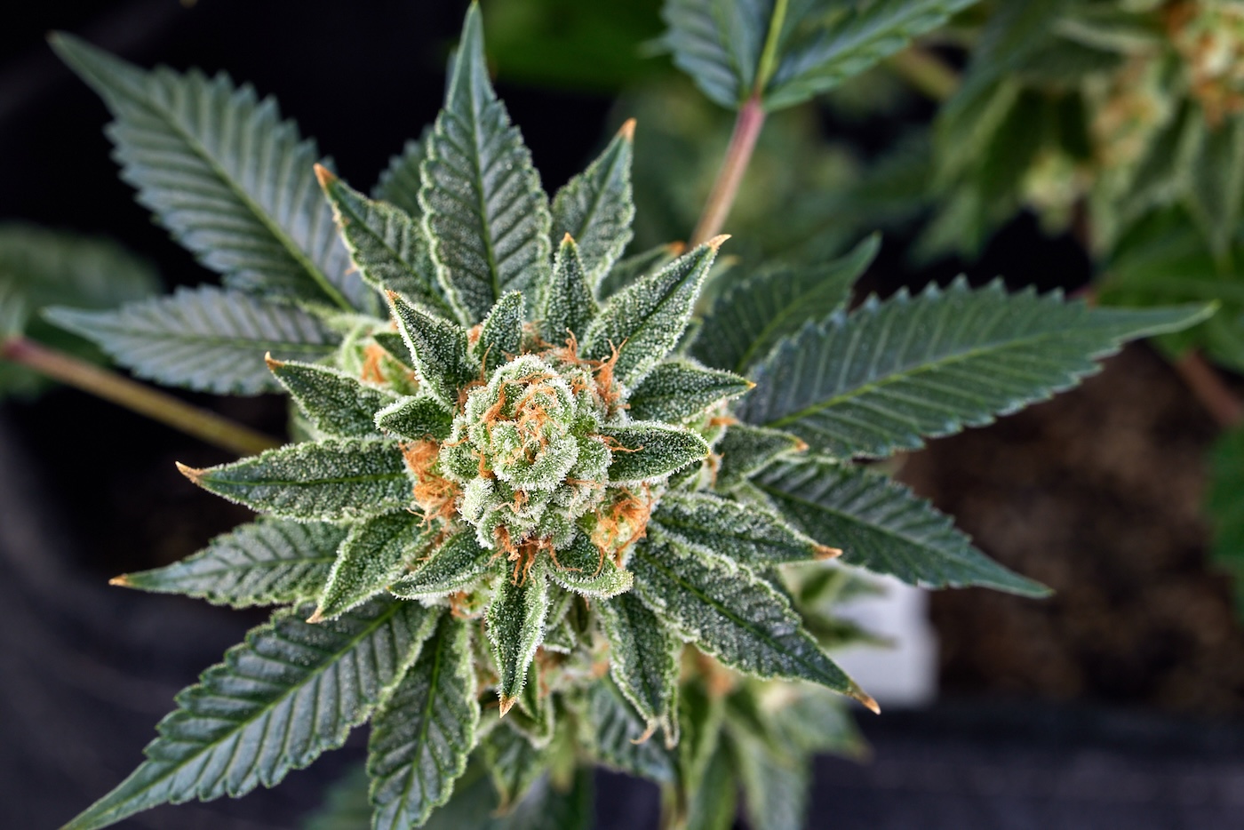 cannabis flower growing on live plant showing yellow pistils and green fan leaves below