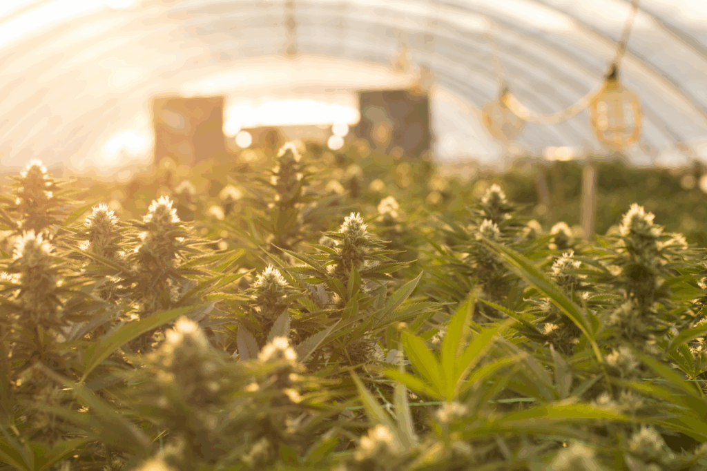 cannabis plants under a hoop tent at sunrise