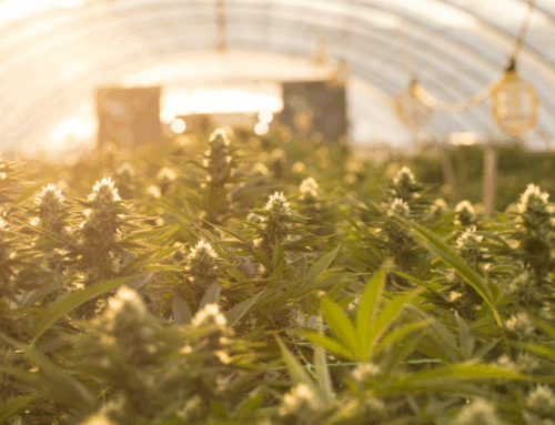 7 Ways Cannabis Eases Menstrual Symptoms