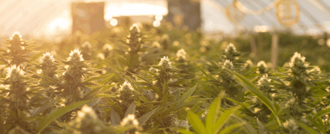 cannabis plants under a hoop tent at sunrise