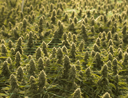 Breeding for Flavor: Genetics Built for the Palate