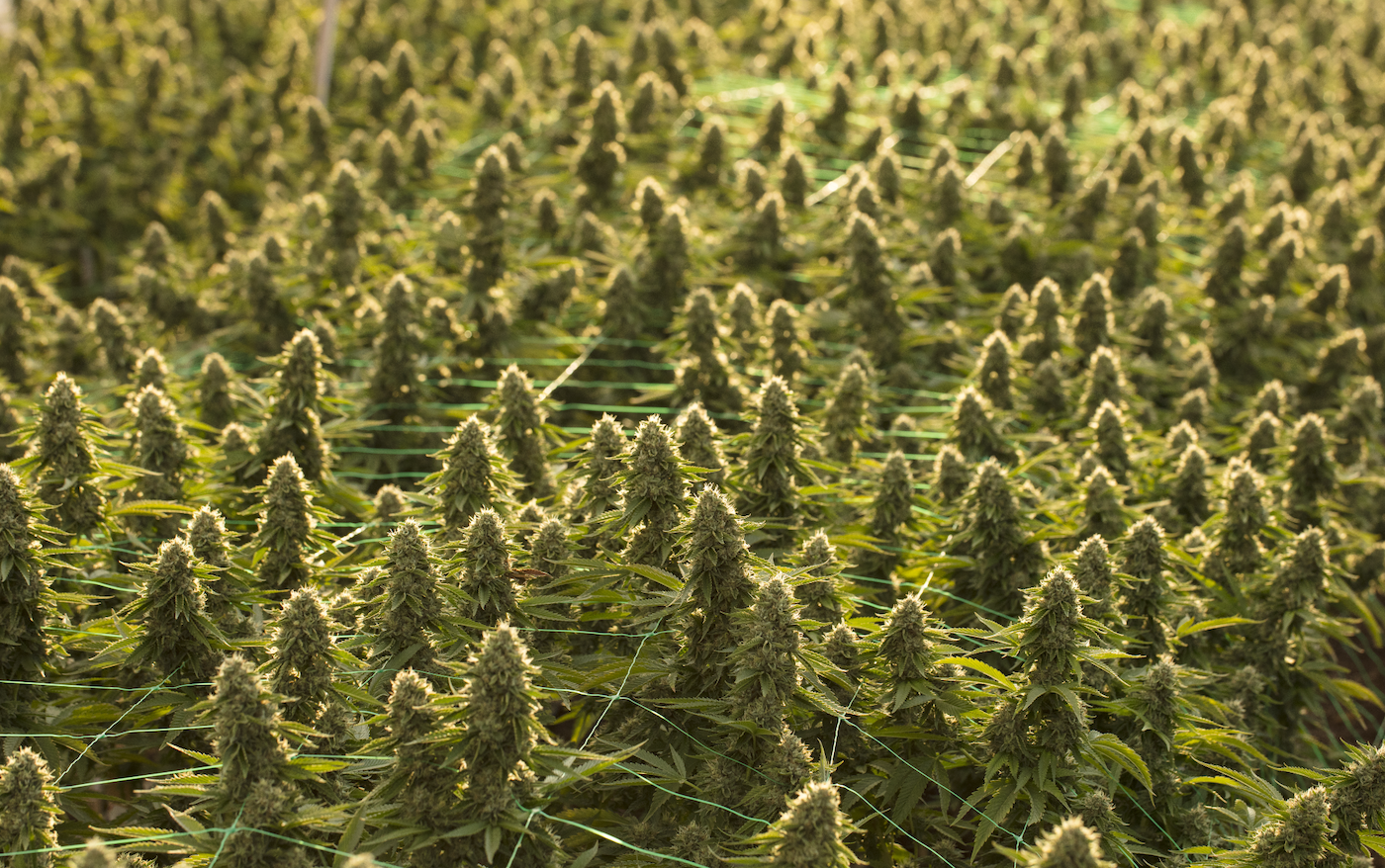 cannabis plants under netting or trestles