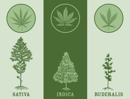 Ruderalis: Origins, Characteristics, and Cultivation Tips
