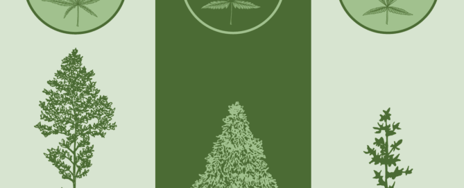 sativa, indica, ruderalis plants and leaves for visual comparison of cannabis plants