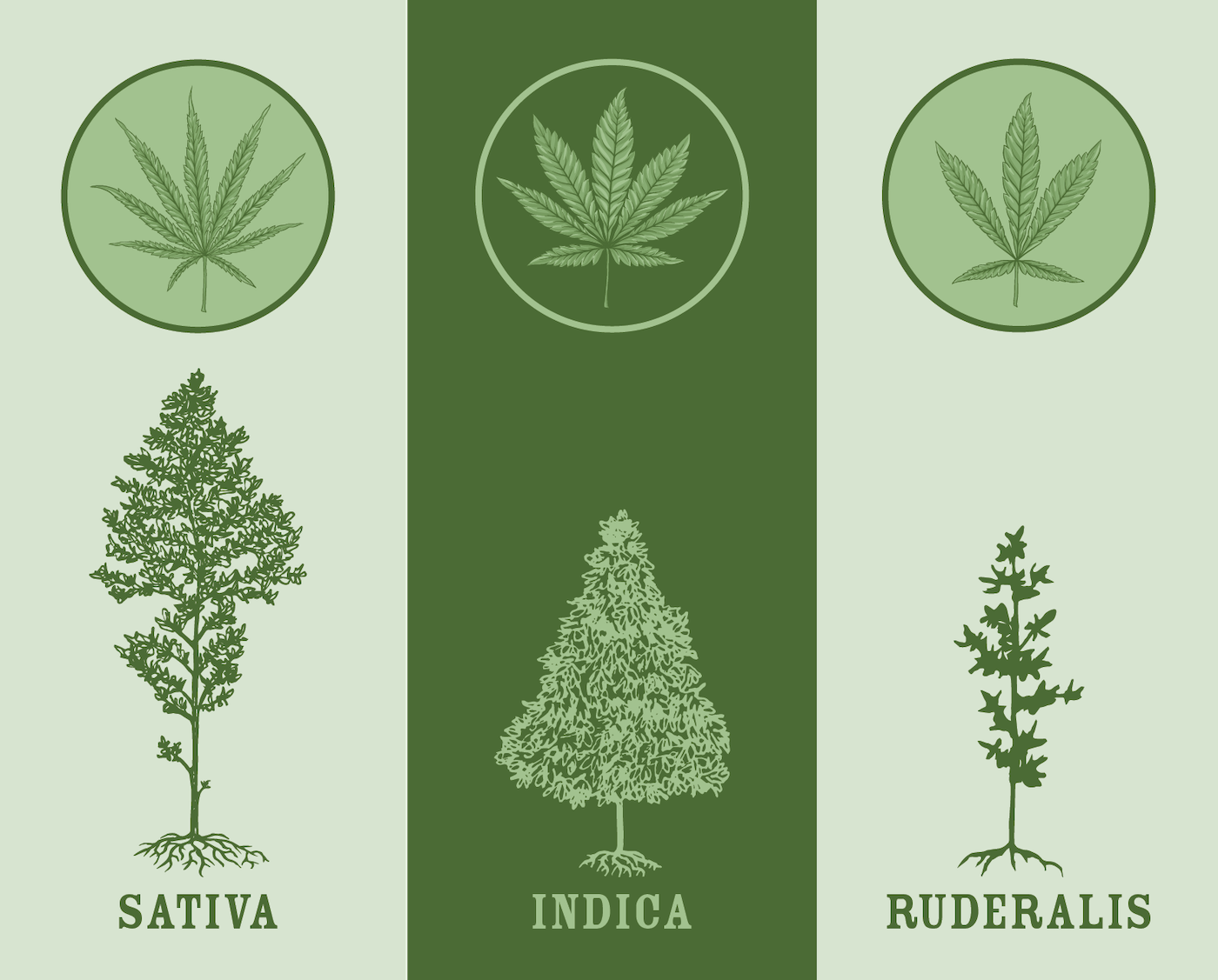 sativa, indica, ruderalis plants and leaves for visual comparison of cannabis plants