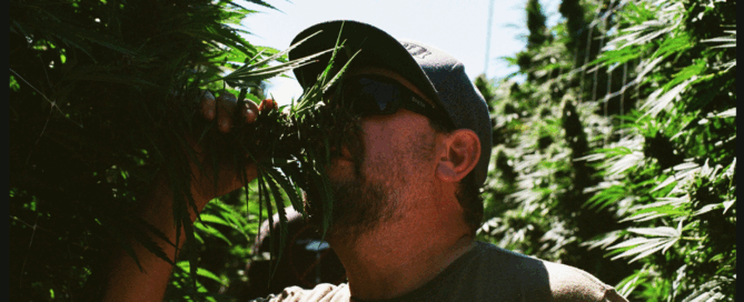 high times magazine article cover showing a man smelling cannabis flowers