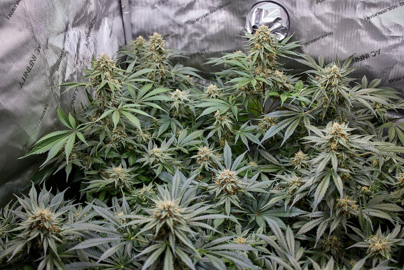 OG Triploid Autoflower by humboldt seed company in silver grow tent during flowering phase