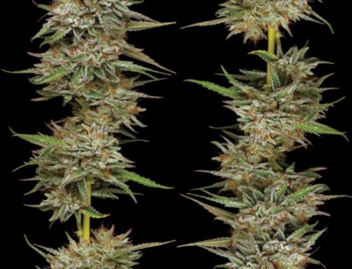 The Pros and Cons of Cannabis Autoflowers