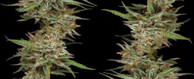 two banana og autoflower strain branches with nugs side by side