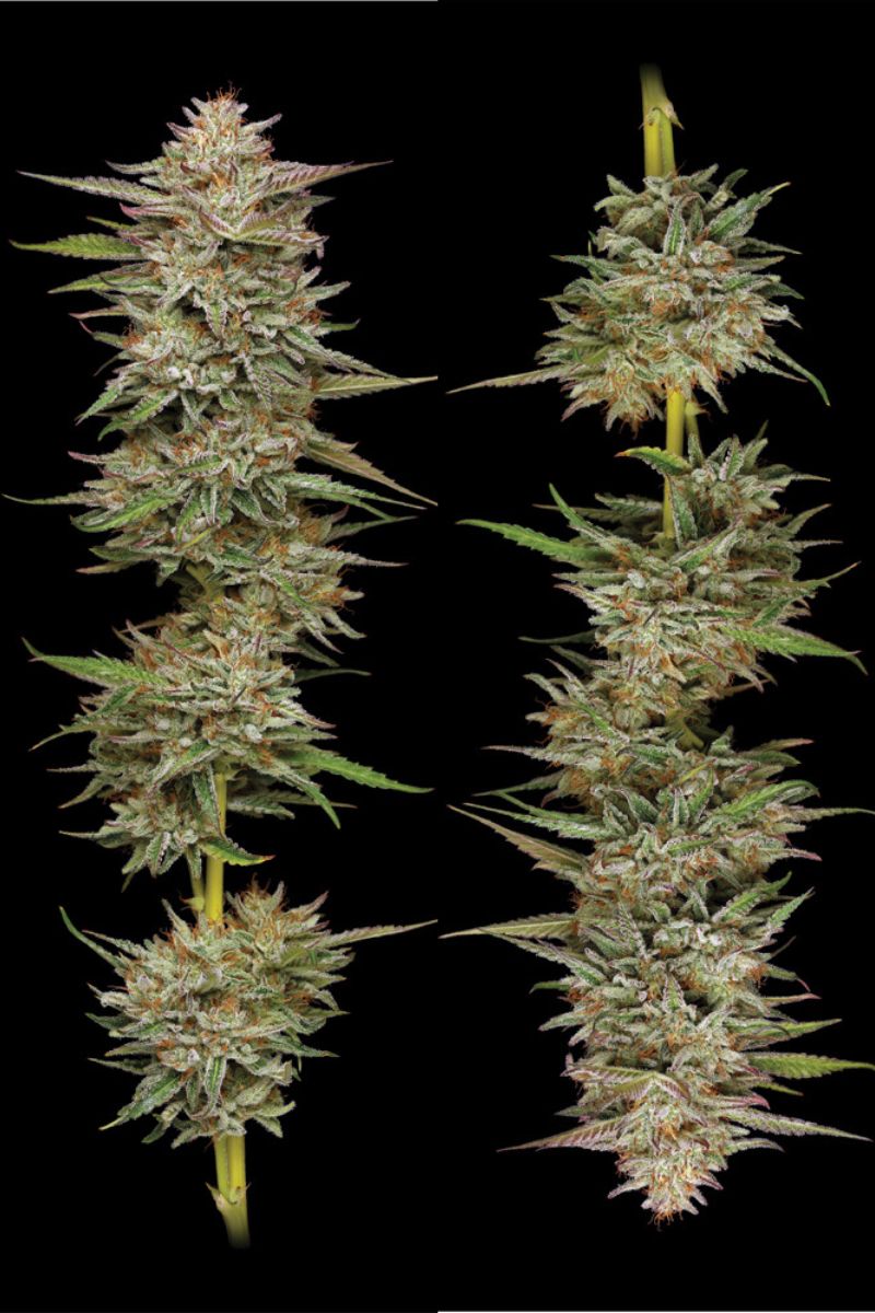 two banana og autoflower strain branches with nugs side by side