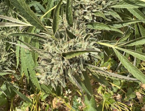 Helping your Cannabis Survive the Hot Summer Heat
