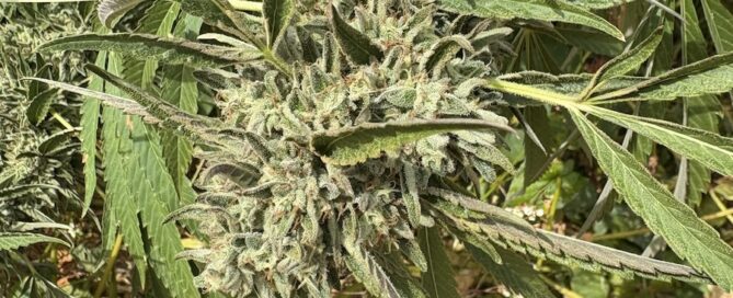 cannabis y trigo sarraceno como hidrómetro natural