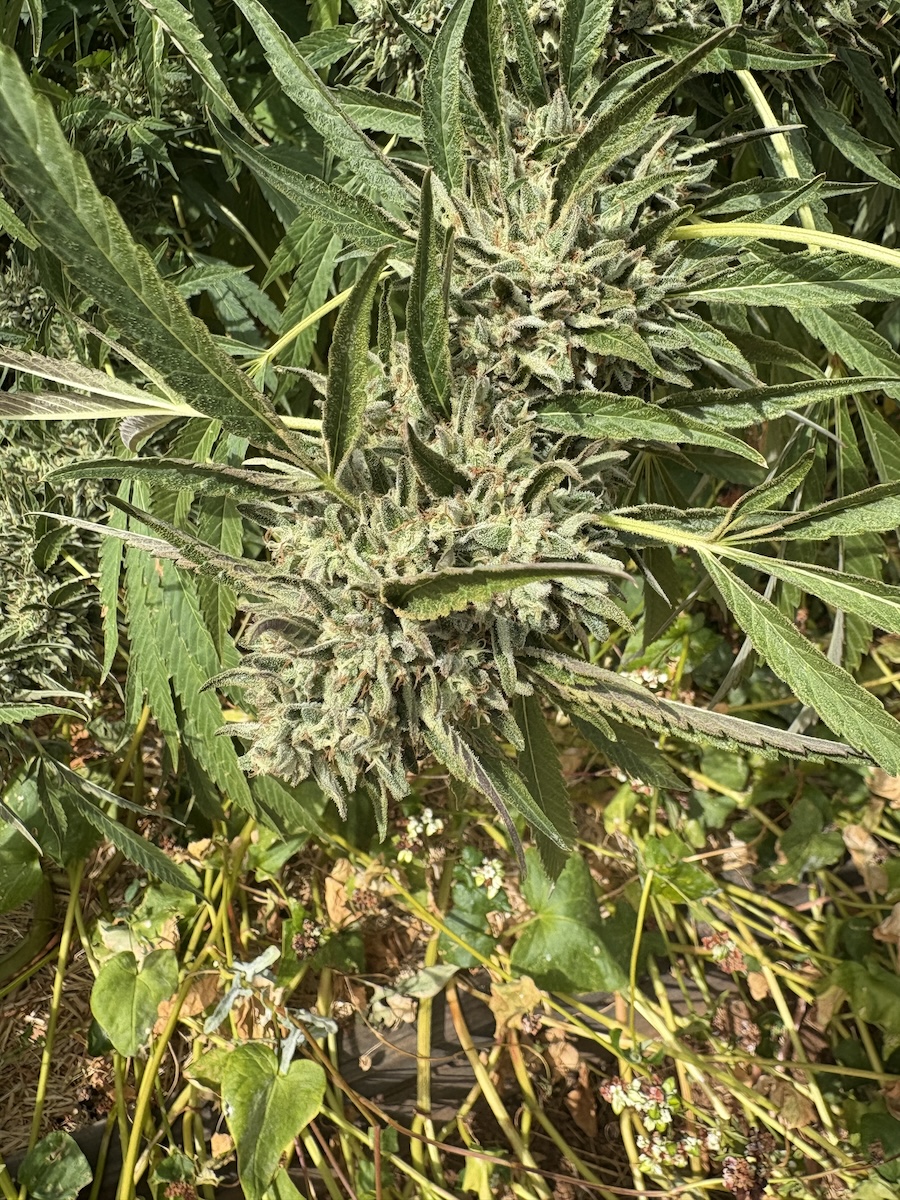 cannabis and buckwheat as a natural hydrometer