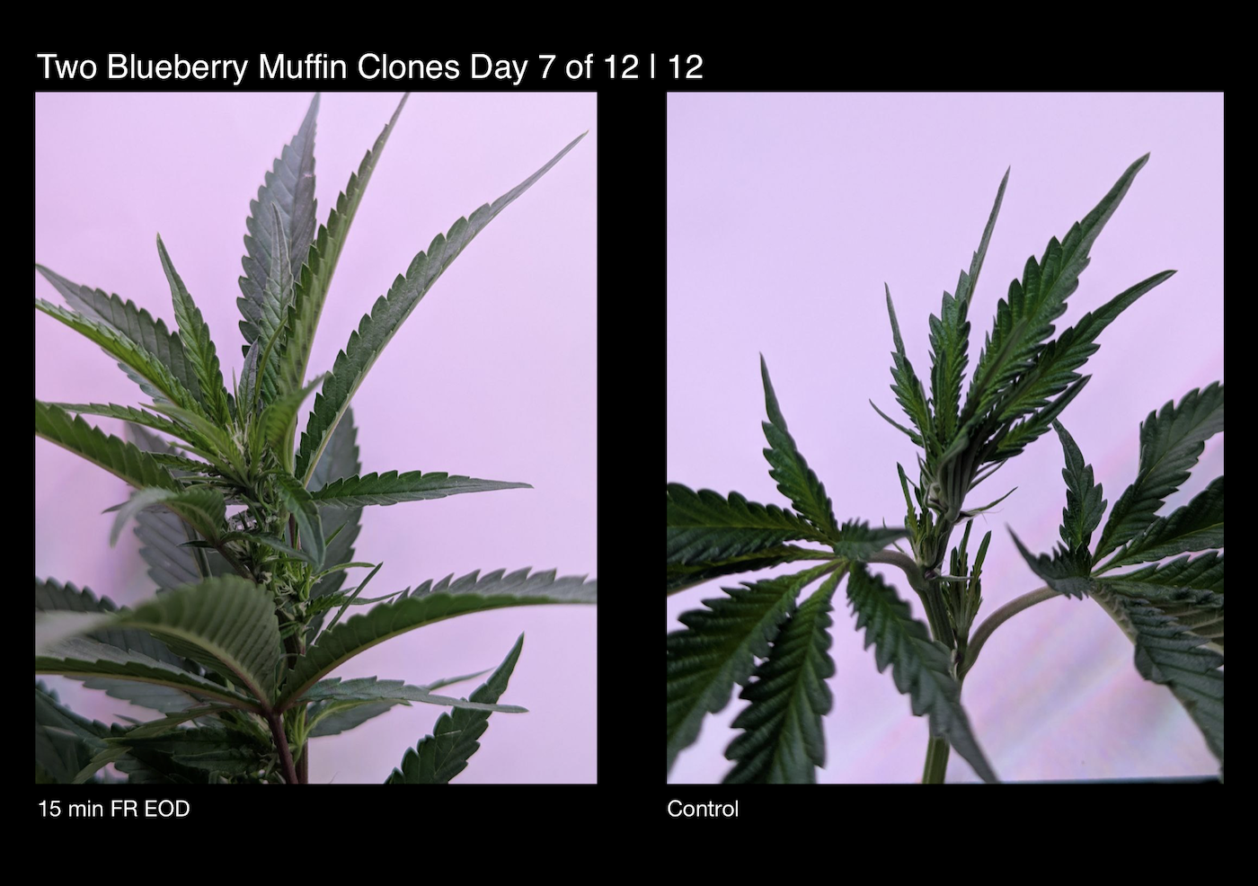 cannabis clone comparison under far red light